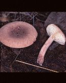 Lactarius peckii image