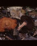 Lactarius peckii image