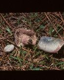 Lactarius paradoxus image