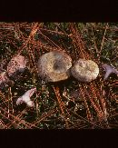 Lactarius paradoxus image