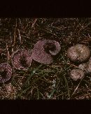 Lactarius paradoxus image