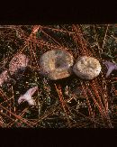 Lactarius paradoxus image