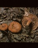 Lactarius peckii image