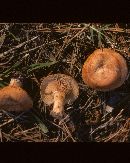 Lactarius peckii image