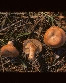 Lactarius peckii var. peckii image