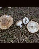 Lactarius peckii var. peckii image