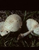 Lactarius piperatus image