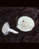 Lactarius piperatus image