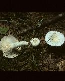 Lactarius piperatus image