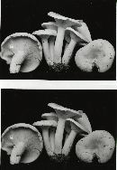 Lactarius piperatus var. piperatus image