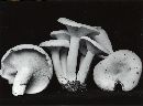 Lactarius piperatus image