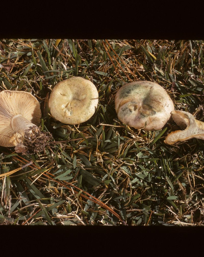 Lactarius pseudodeliciosus var. pseudodeliciosus image