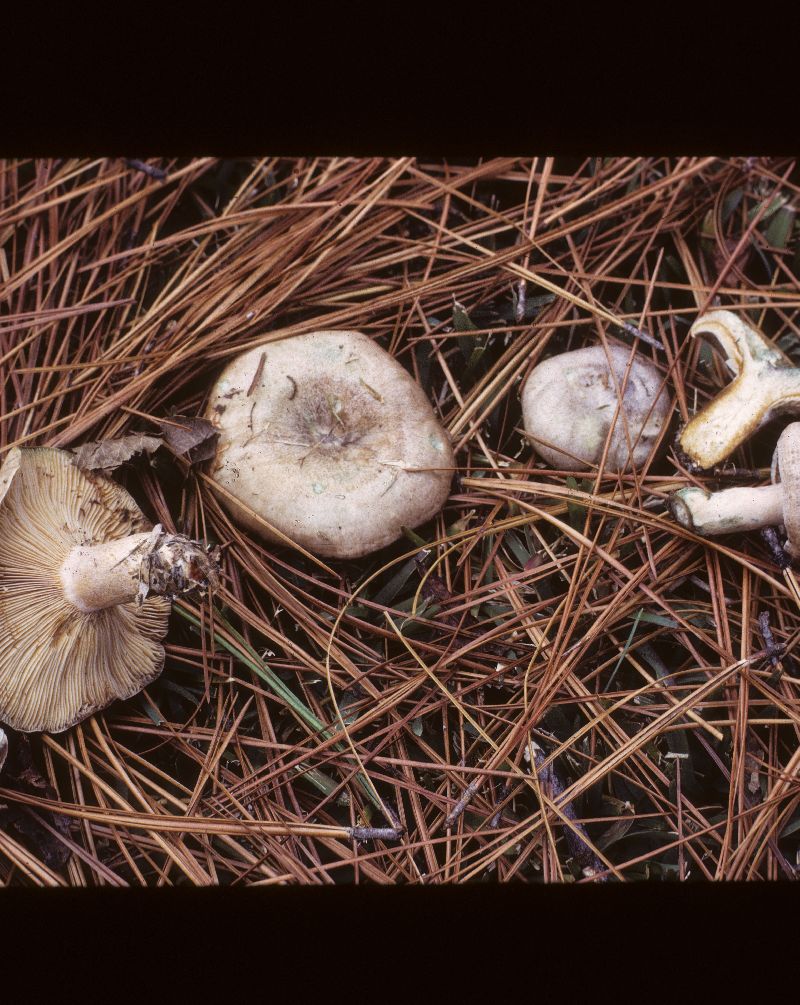 Lactarius pseudodeliciosus var. pseudodeliciosus image