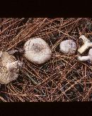 Lactarius pseudodeliciosus image