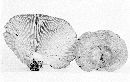 Lactarius pseudoflexuosus image