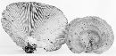 Lactarius pseudoflexuosus image