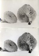 Lactarius pyrogalus image