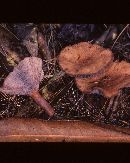 Lactarius rimosellus image