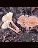 Lactarius rimosellus image