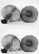 Lactarius rufus image