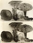 Lactarius rufus var. rufus image