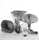 Lactarius rufus var. rufus image