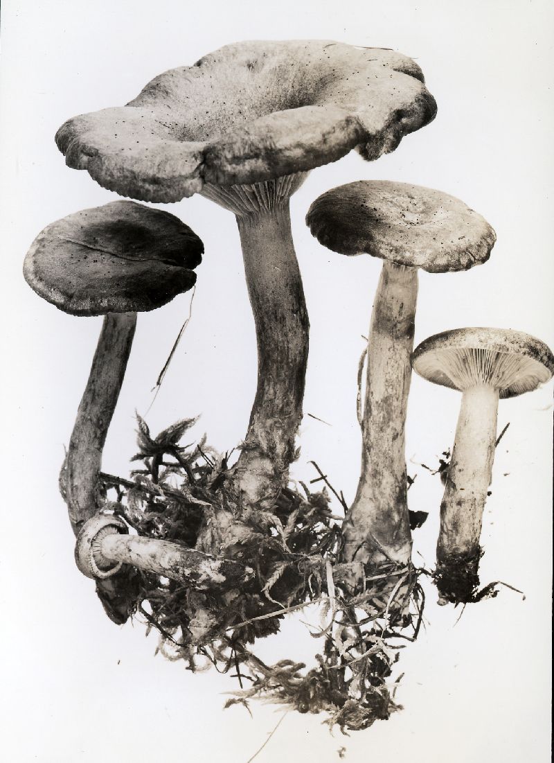 Lactarius rufus var. rufus image