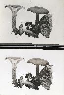 Lactarius rufus image