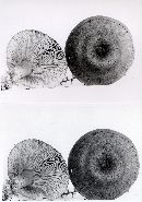 Lactarius rufus var. rufus image