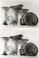 Lactarius rufus image