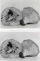 Lactarius psammicola f. glaber image