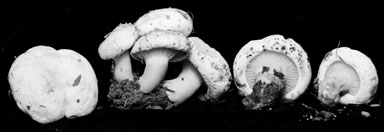 Lactarius salmoneus var. curtisii image