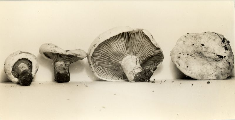Lactarius salmoneus var. curtisii image