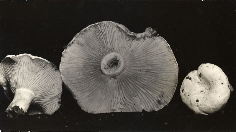 Lactarius salmoneus var. curtisii image