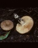 Lactarius ruginosus image