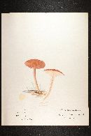 Lactarius subdulcis image