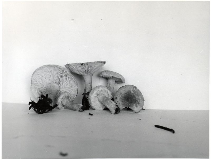 Lactarius subpaludosus image