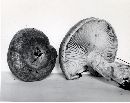 Lactarius subpalustris image