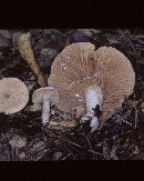 Lactarius subplinthogalus image