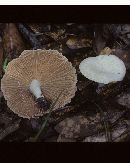 Lactarius subplinthogalus image