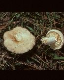 Lactarius subplinthogalus image