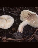 Lactarius subplinthogalus image