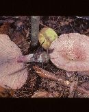 Lactarius subpurpureus image