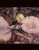 Lactarius subpurpureus image