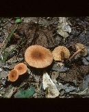 Lactarius subserifluus image