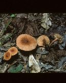 Lactarius subserifluus image