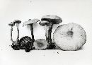 Lactarius subserifluus image