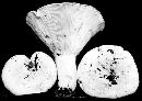 Lactarius subvellereus var. subdistans image