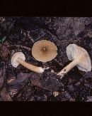 Lactarius subvernalis image