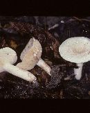 Lactarius subvernalis image